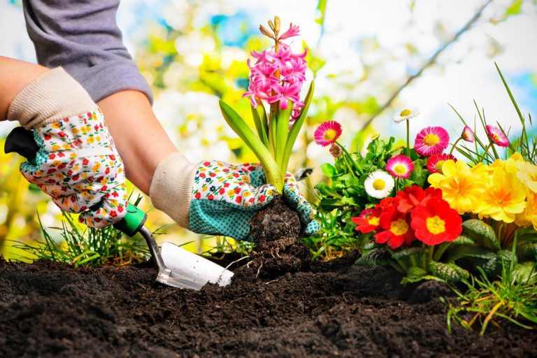 Plantation de fleurs